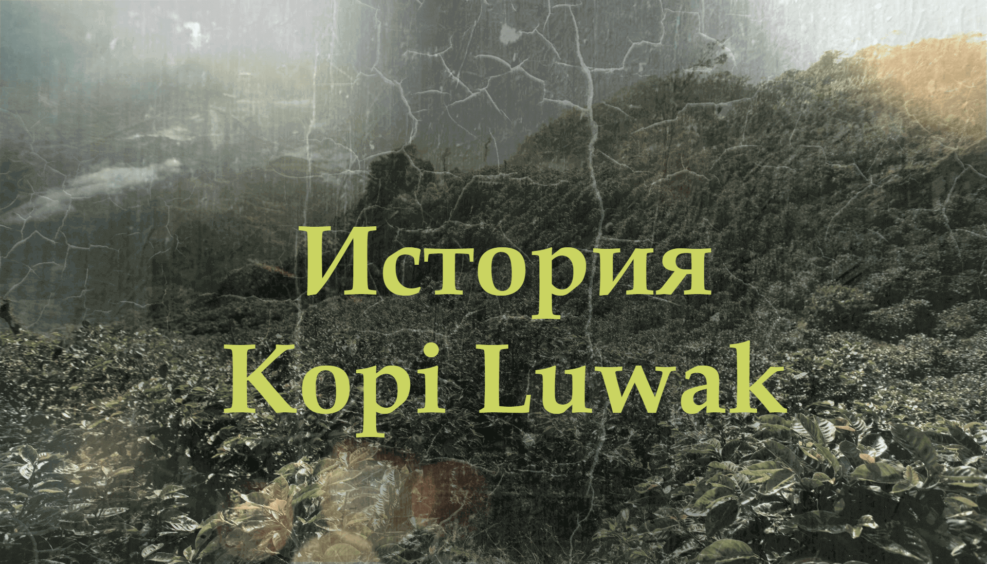 история Kopi Luwak