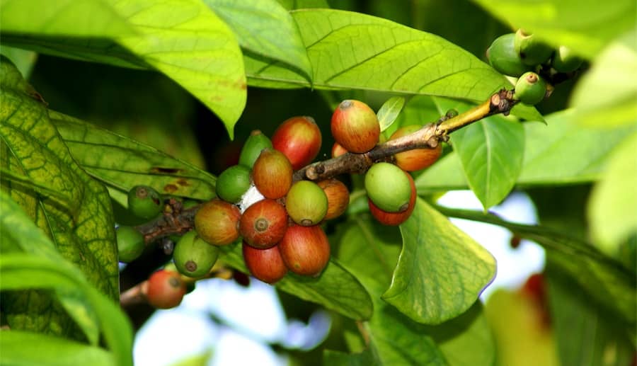 Купить Coffea Liberica, сорт кофе Либерика Киев,Украина Цена